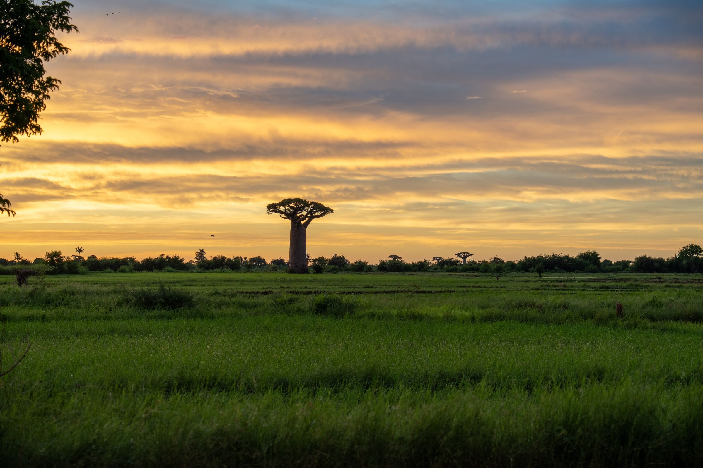 Madagascar