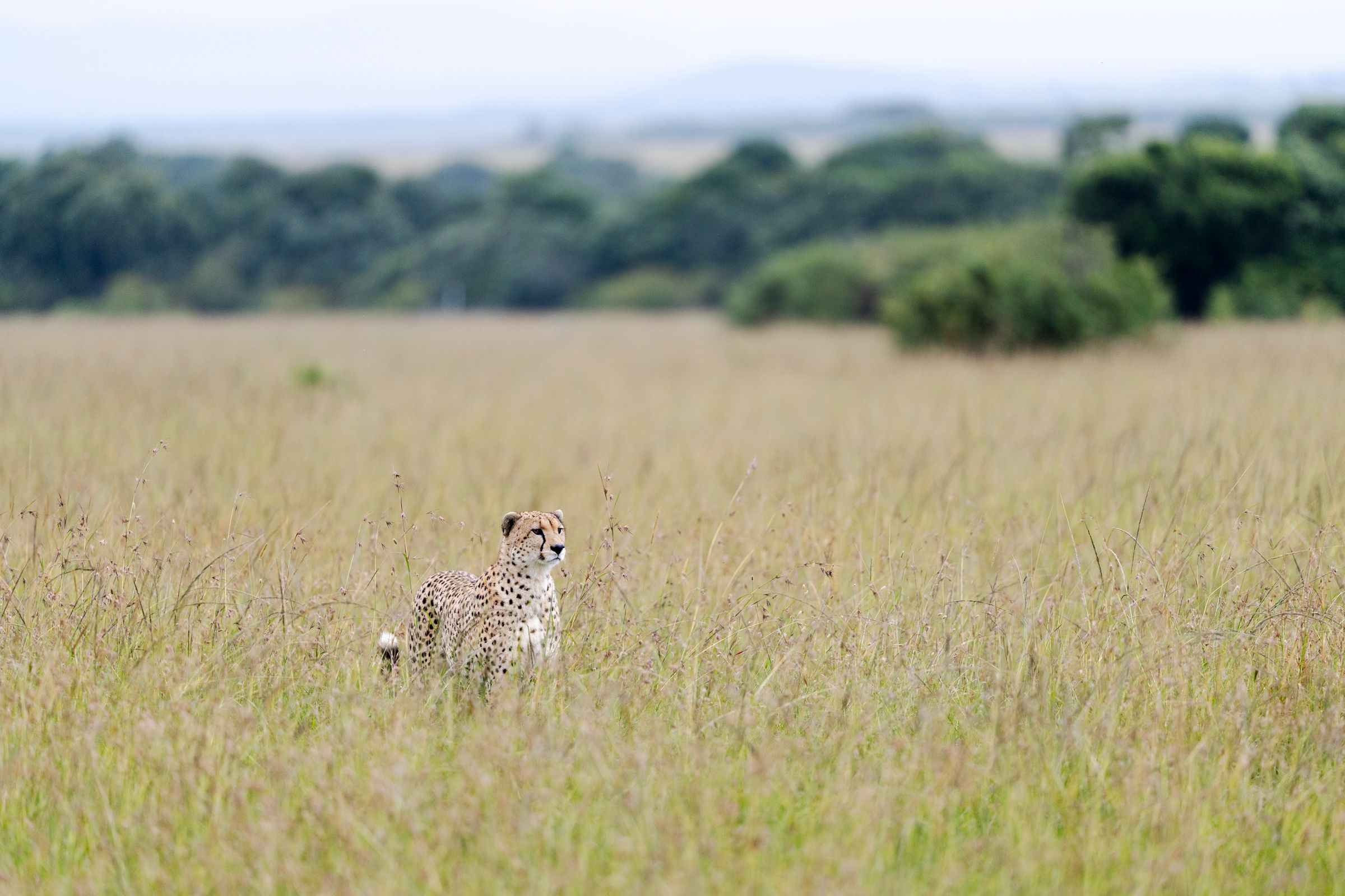 Masai Mara