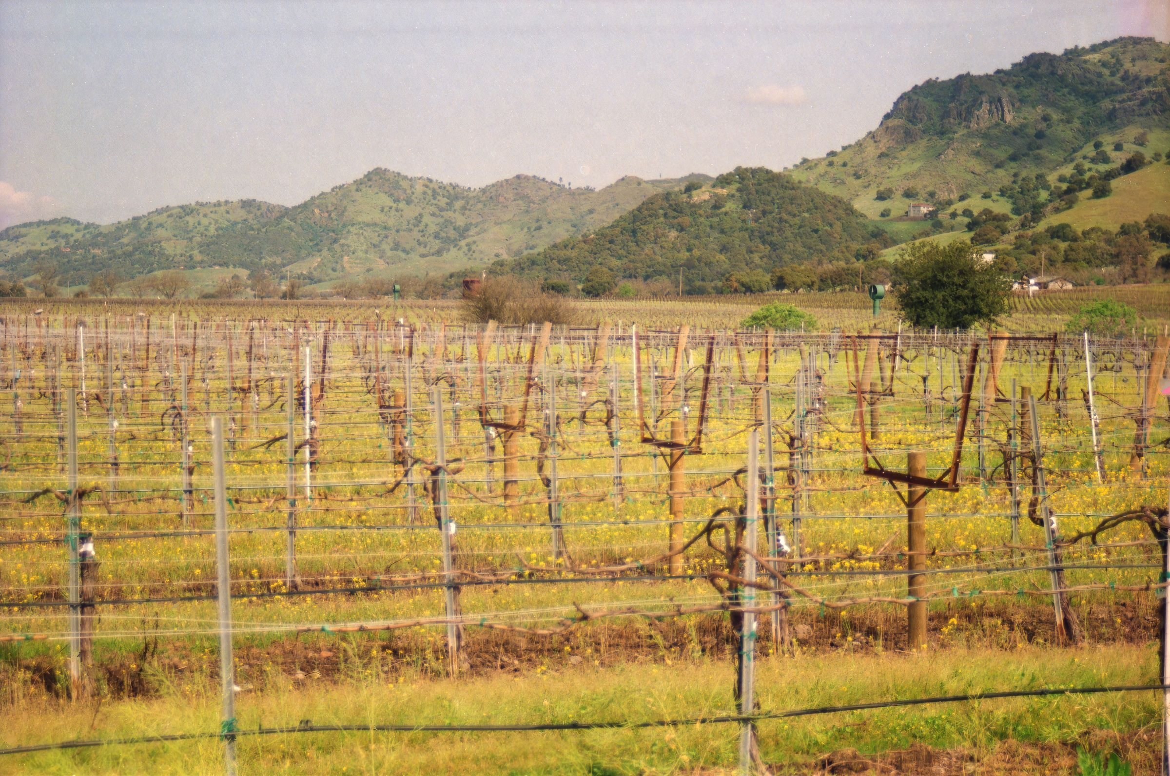 Napa Valley