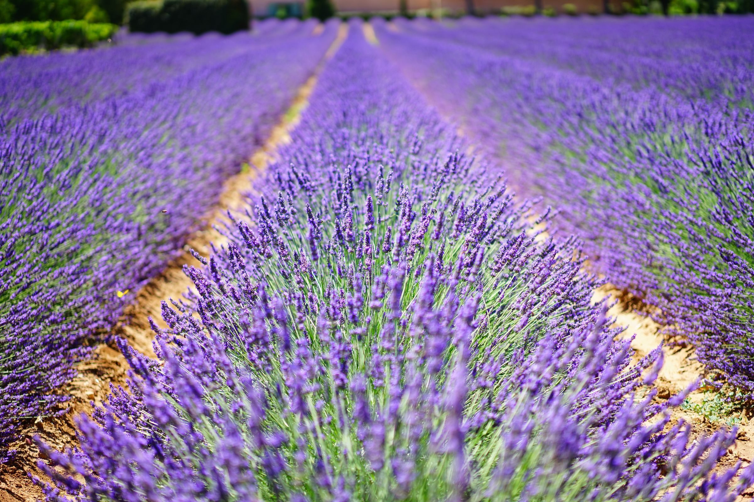 Provence
