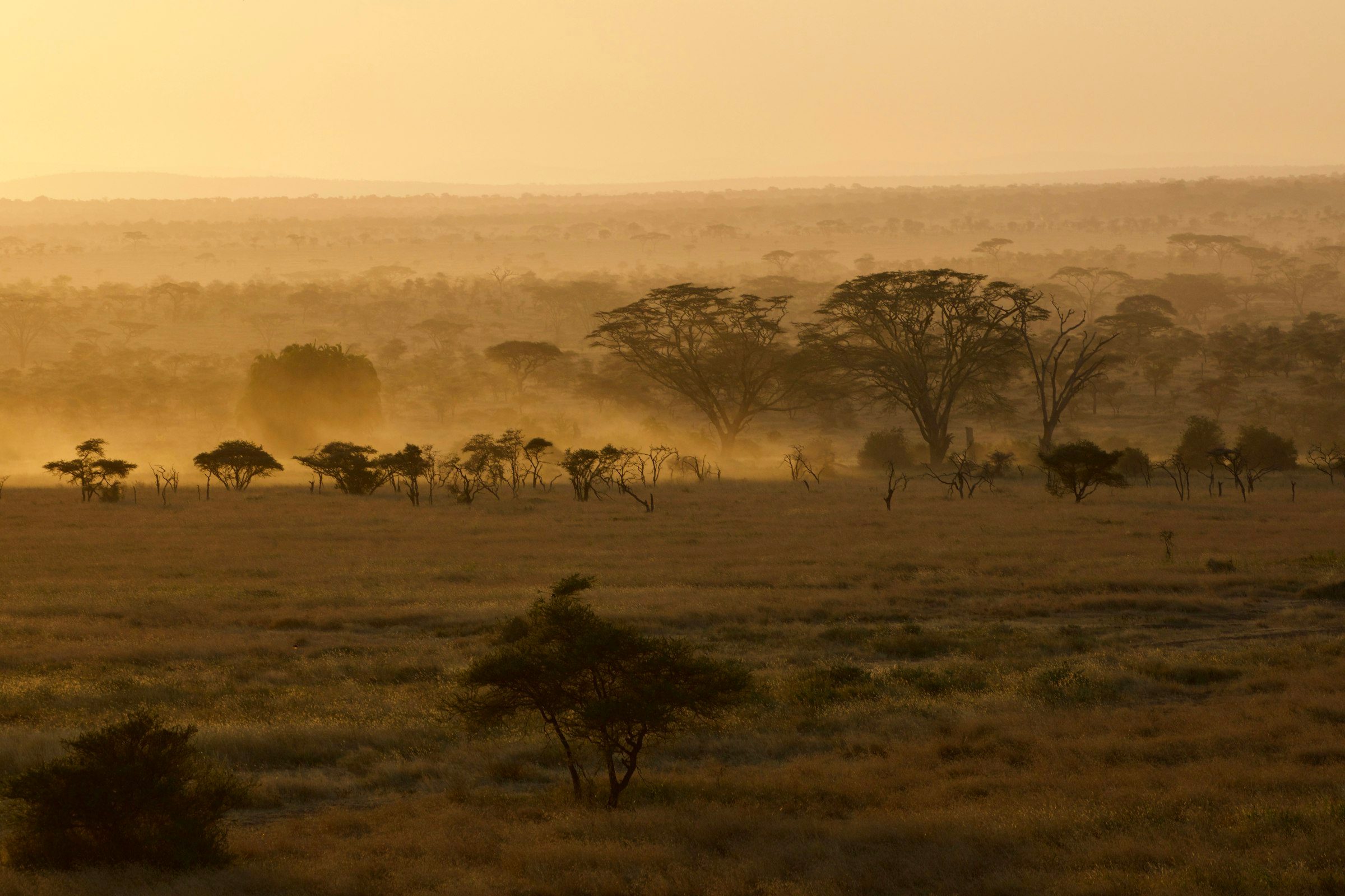 Serengeti