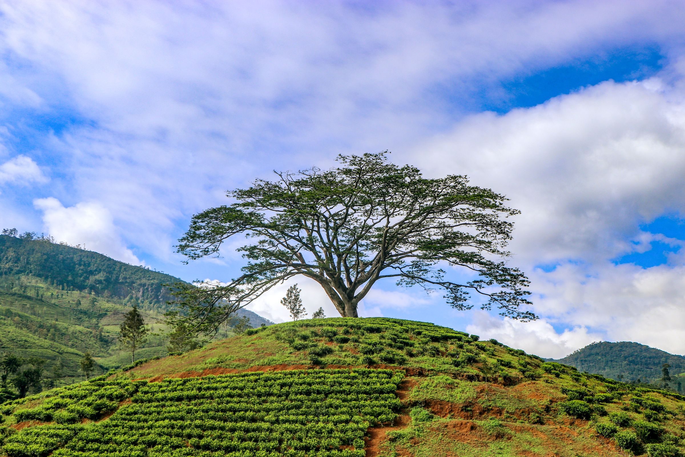 Galle & the Hill Country