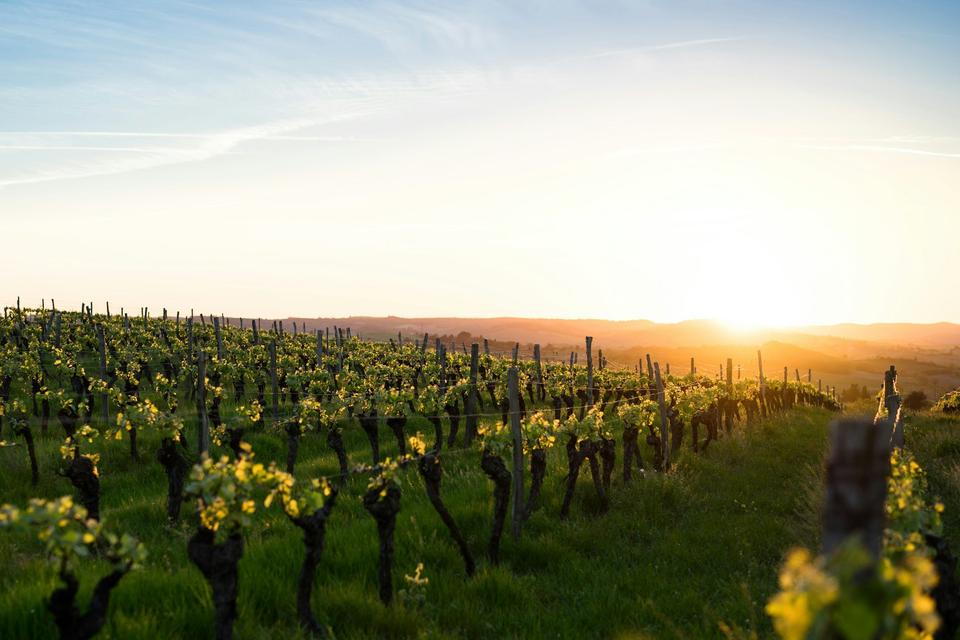 Bordeaux & Saint-Émilion