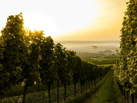 Bordeaux & Saint-Émilion