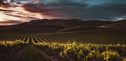 Cape Winelands (Franschhoek)