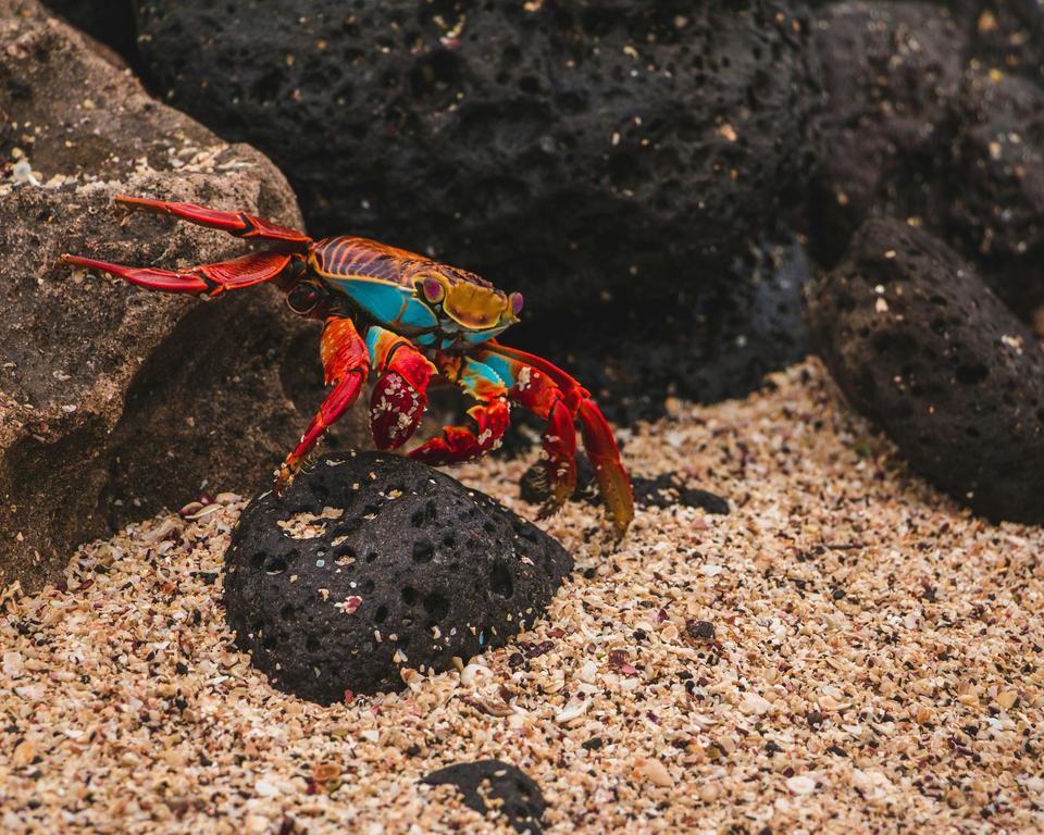 The Galápagos Islands