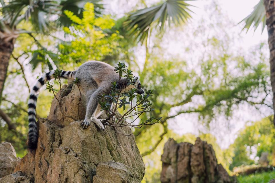 Madagascar