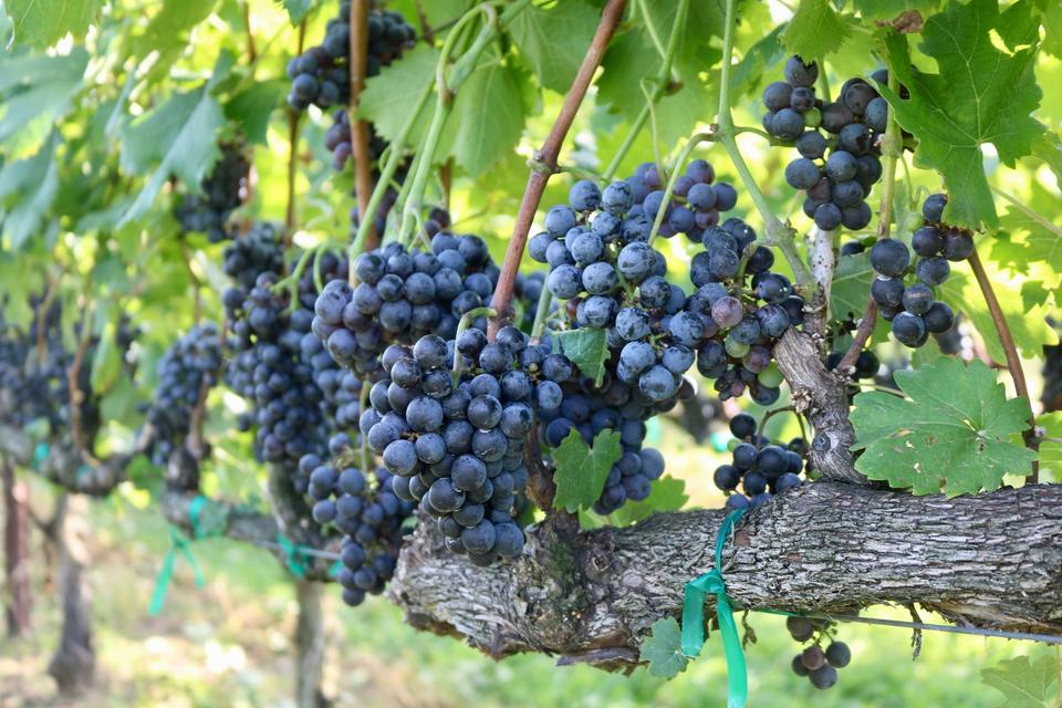 Napa Valley