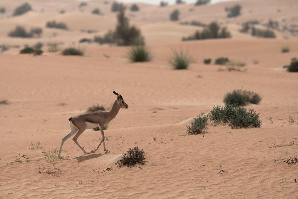 Oman: Muscat & the Hajar Mountains
