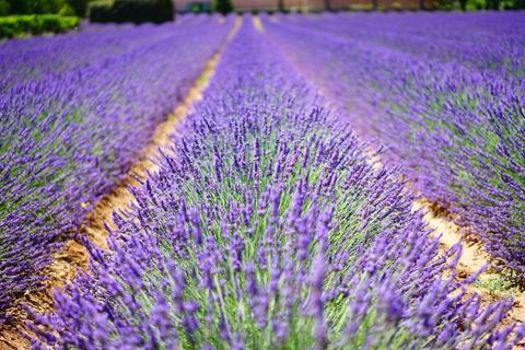 Provence